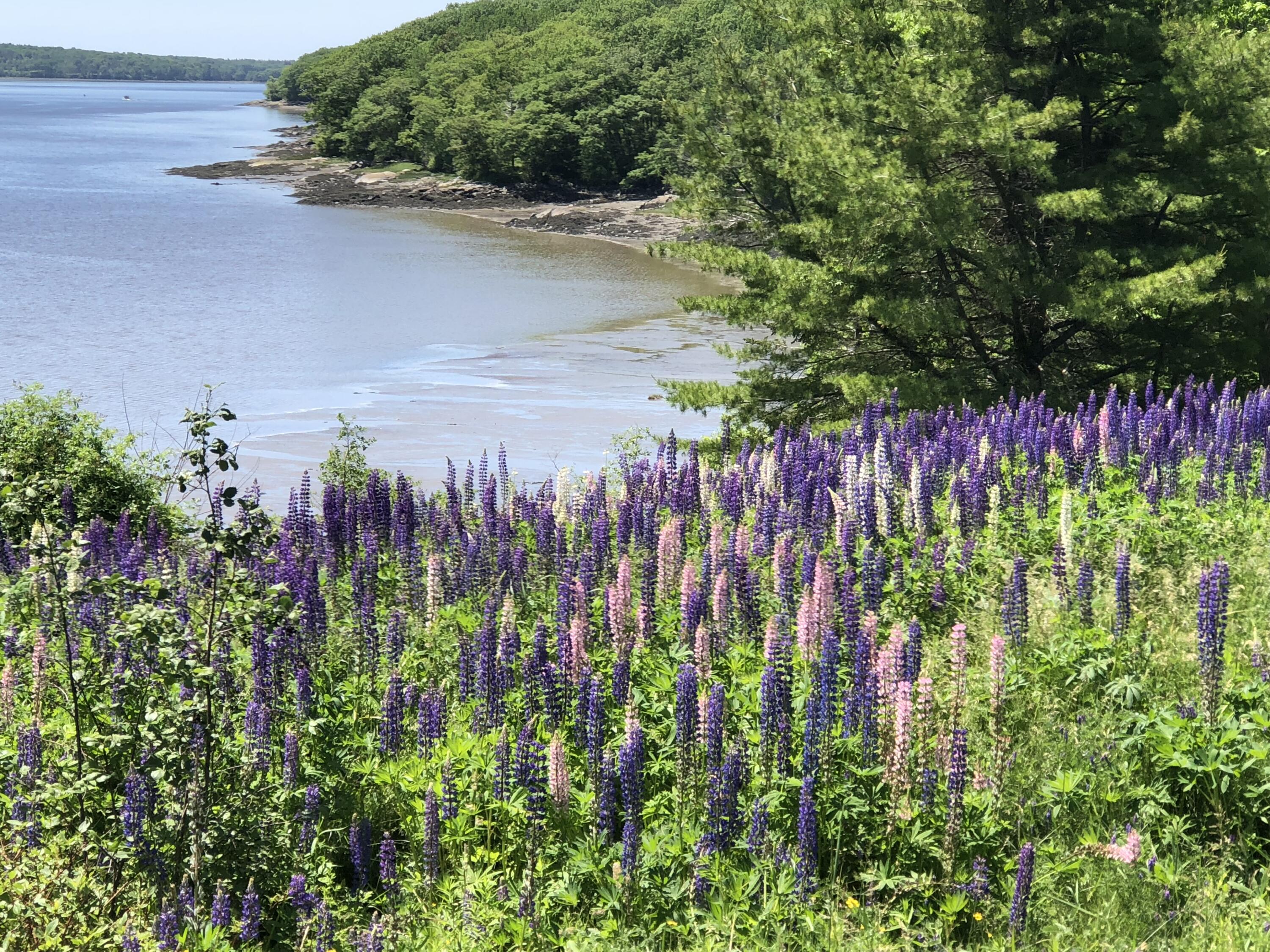 36 Bobolink Lane Thomaston ME 04861