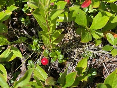 Lot 87.72 Shag Rock Road Trescott Twp ME 04652