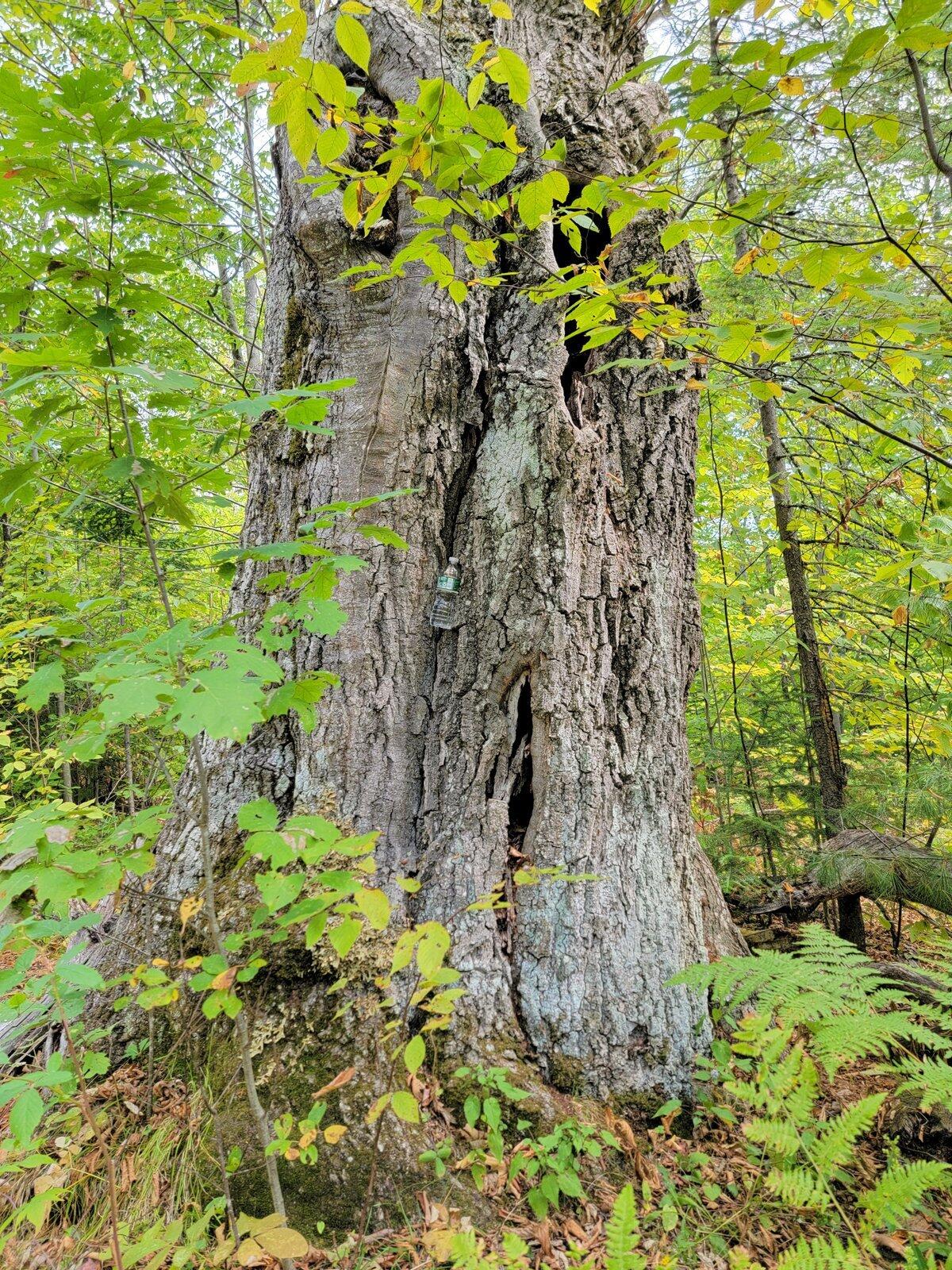 15 Jackson Hole Carthage ME 04224