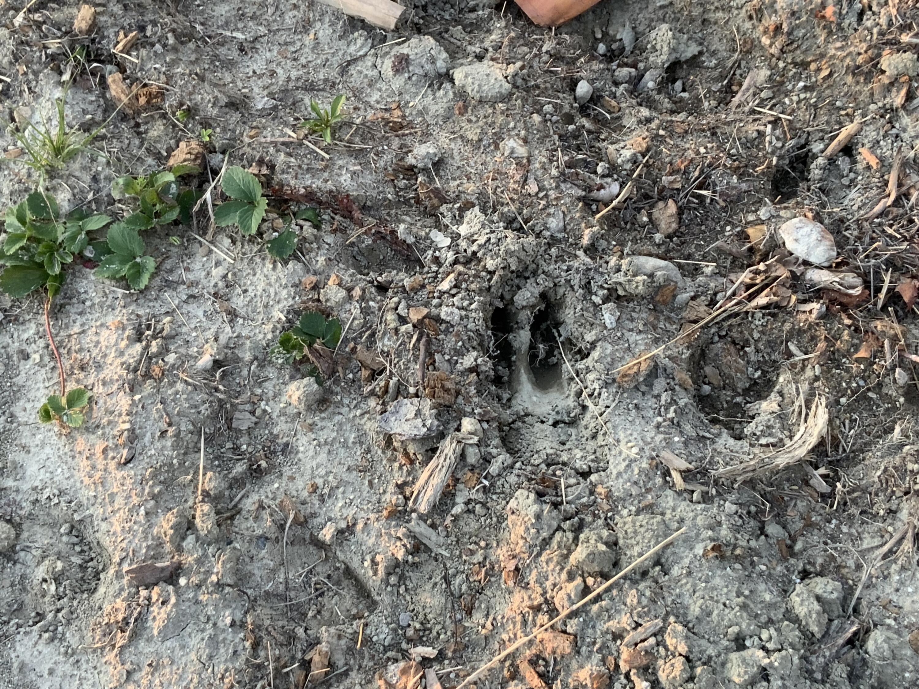 019 Bear Lane Rumford ME 04276