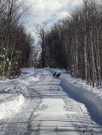 019 Bear Lane Rumford ME 04276