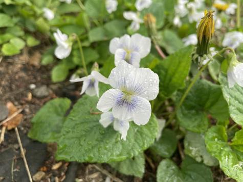 58 Warren Street Rockland ME 04841