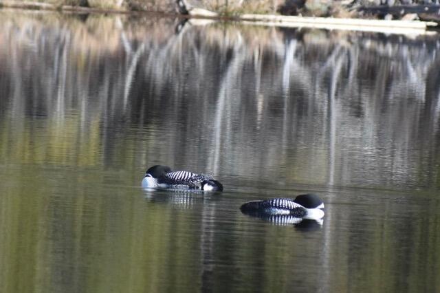 22 Point Road Guilford ME 04443