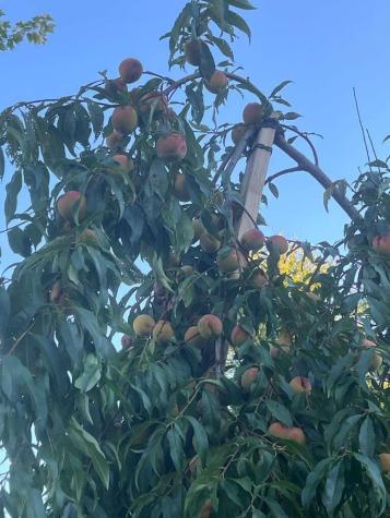 20 Tea Hill Road Stonington ME 04681