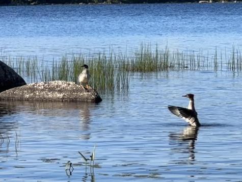 277 Gus Moore Road Penobscot ME 04476