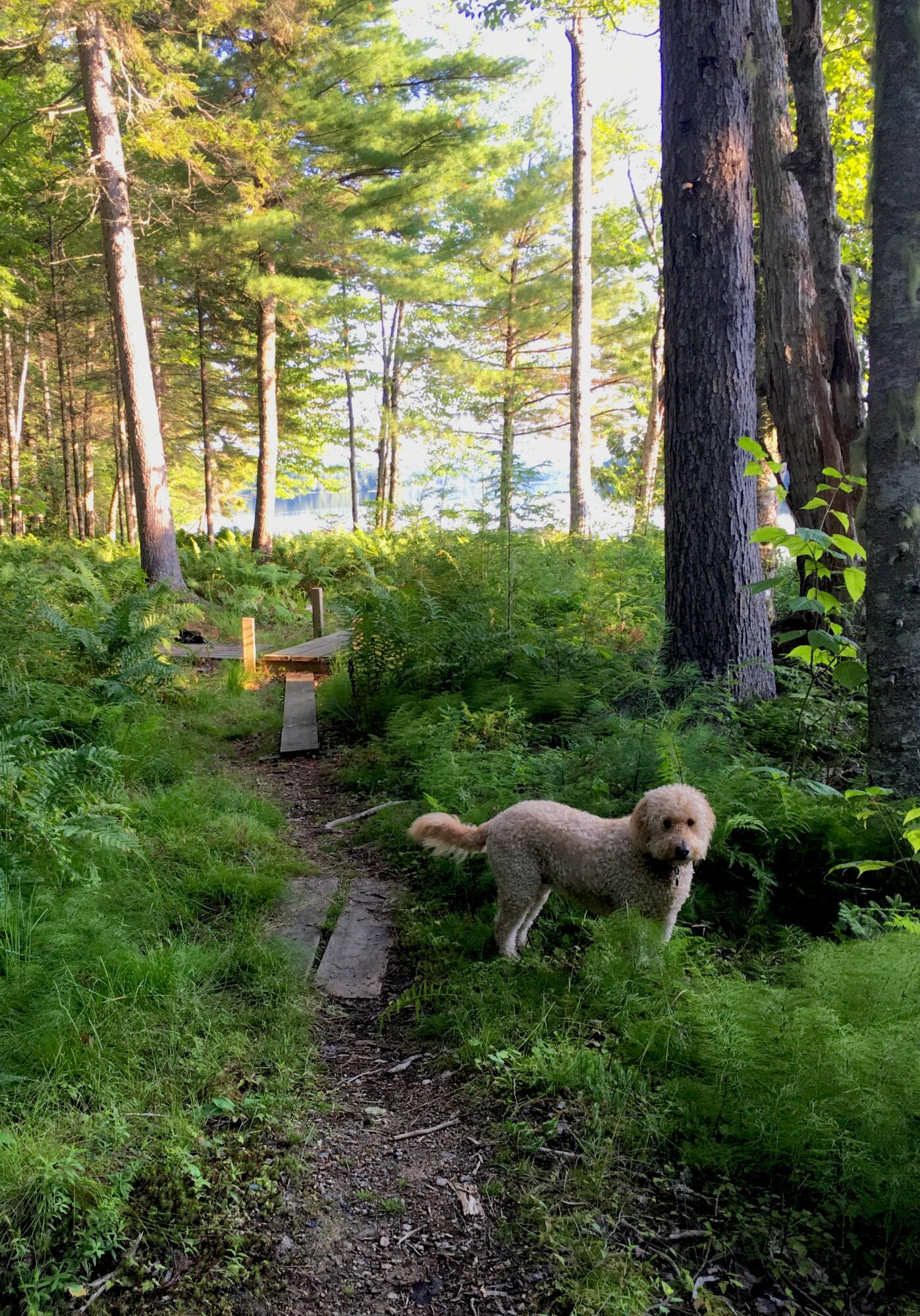 277 Gus Moore Road Penobscot ME 04476