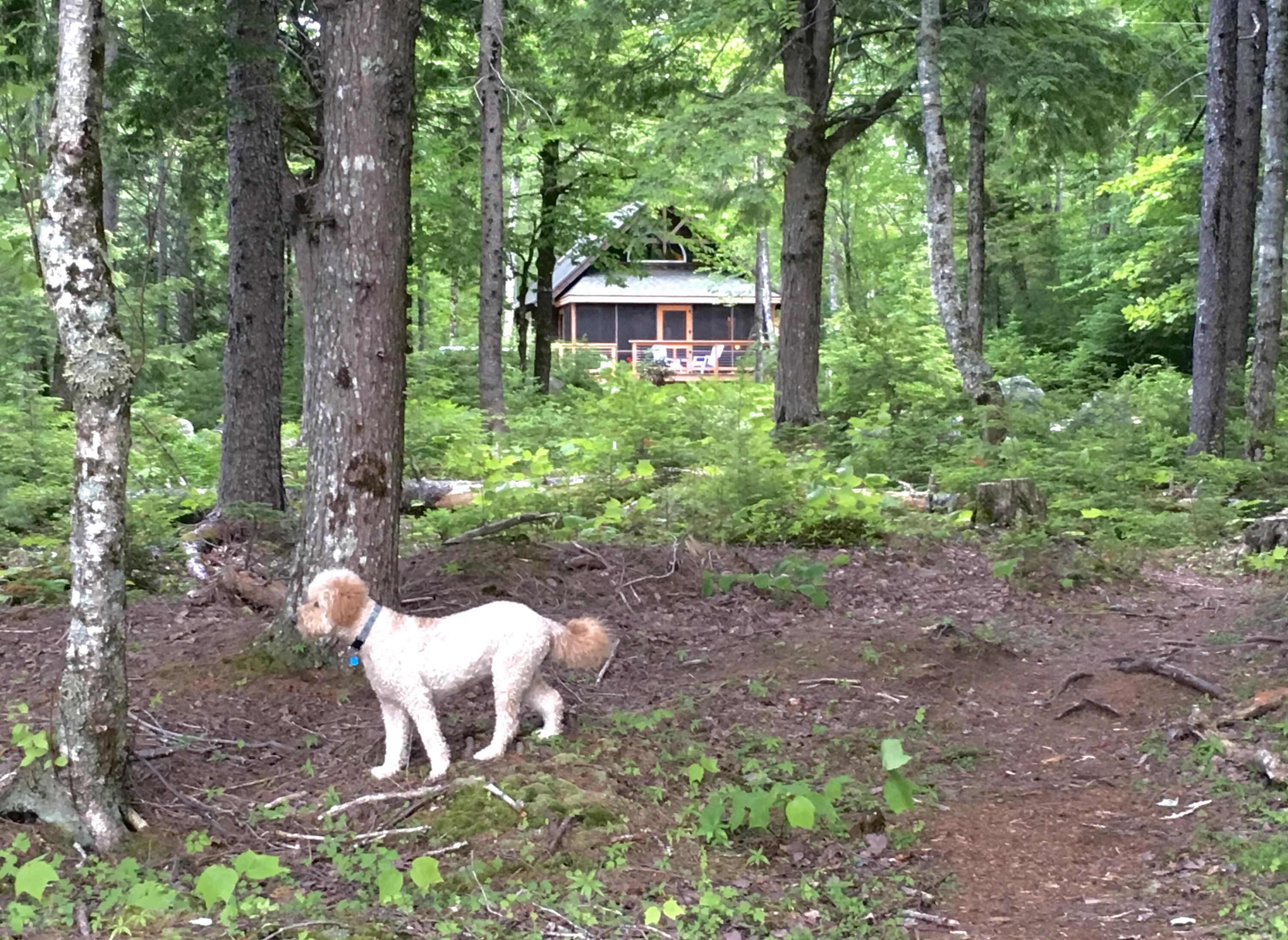 277 Gus Moore Road Penobscot ME 04476