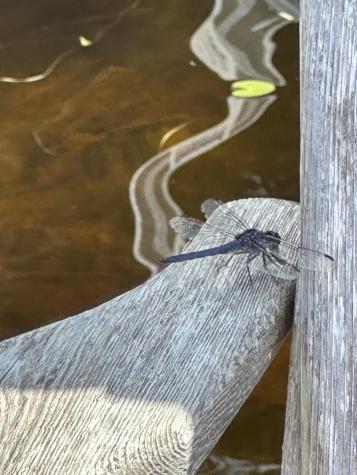 277 Gus Moore Road Penobscot ME 04476