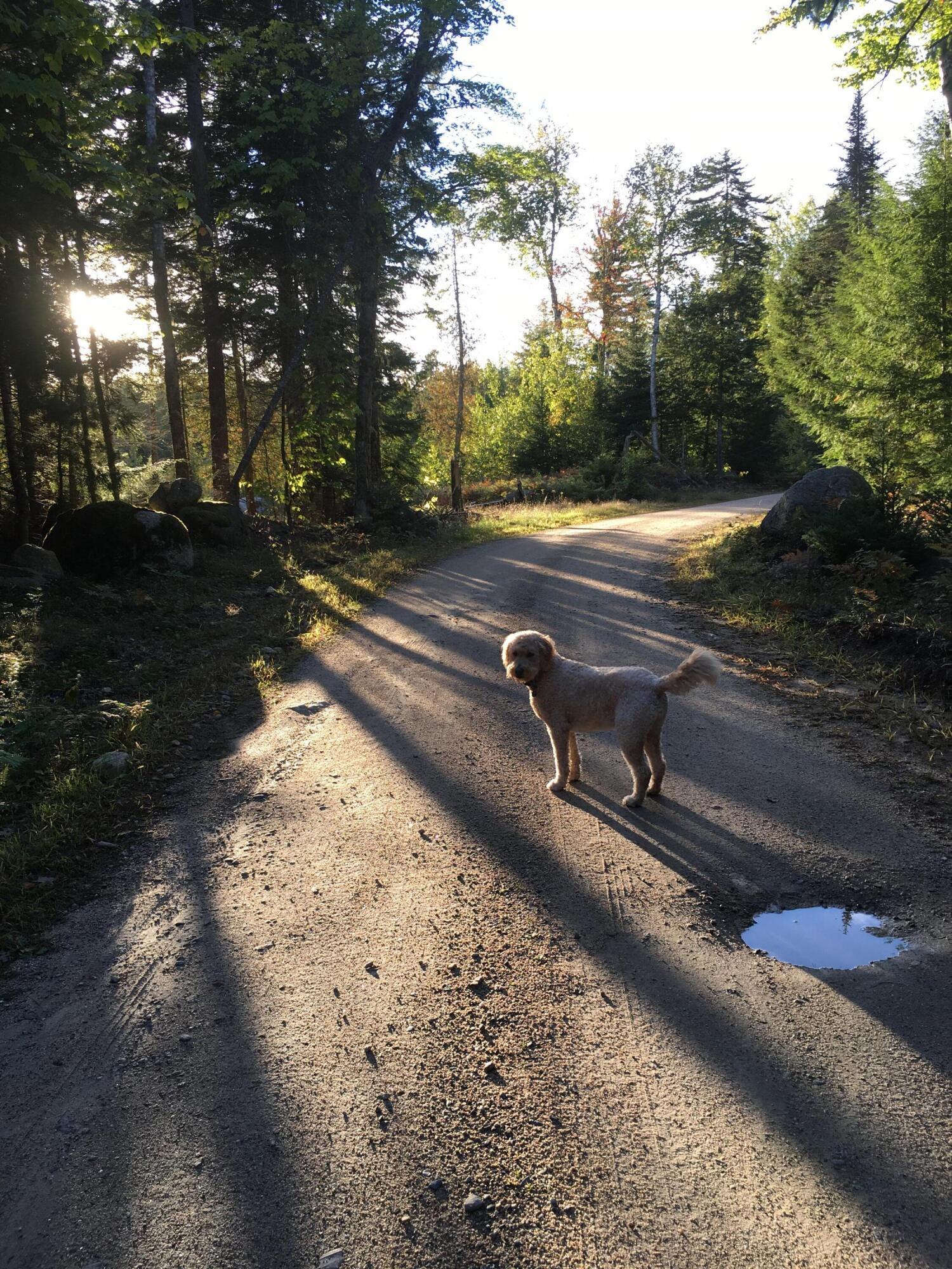 277 Gus Moore Road Penobscot ME 04476