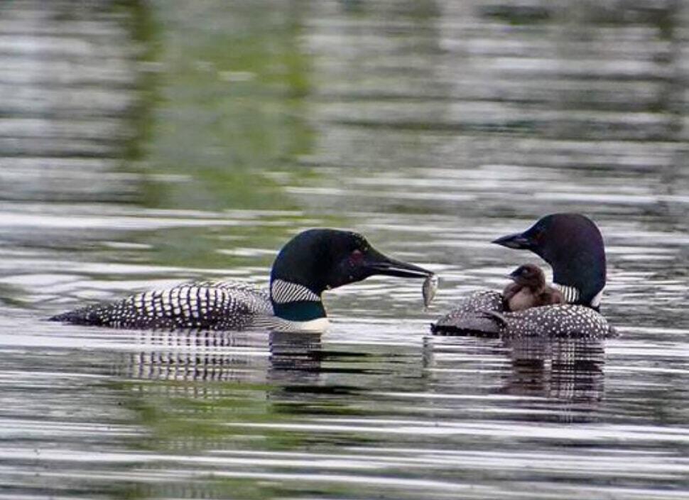 766 Bonney Brook Road Grand Lake Stream Plt ME 04637