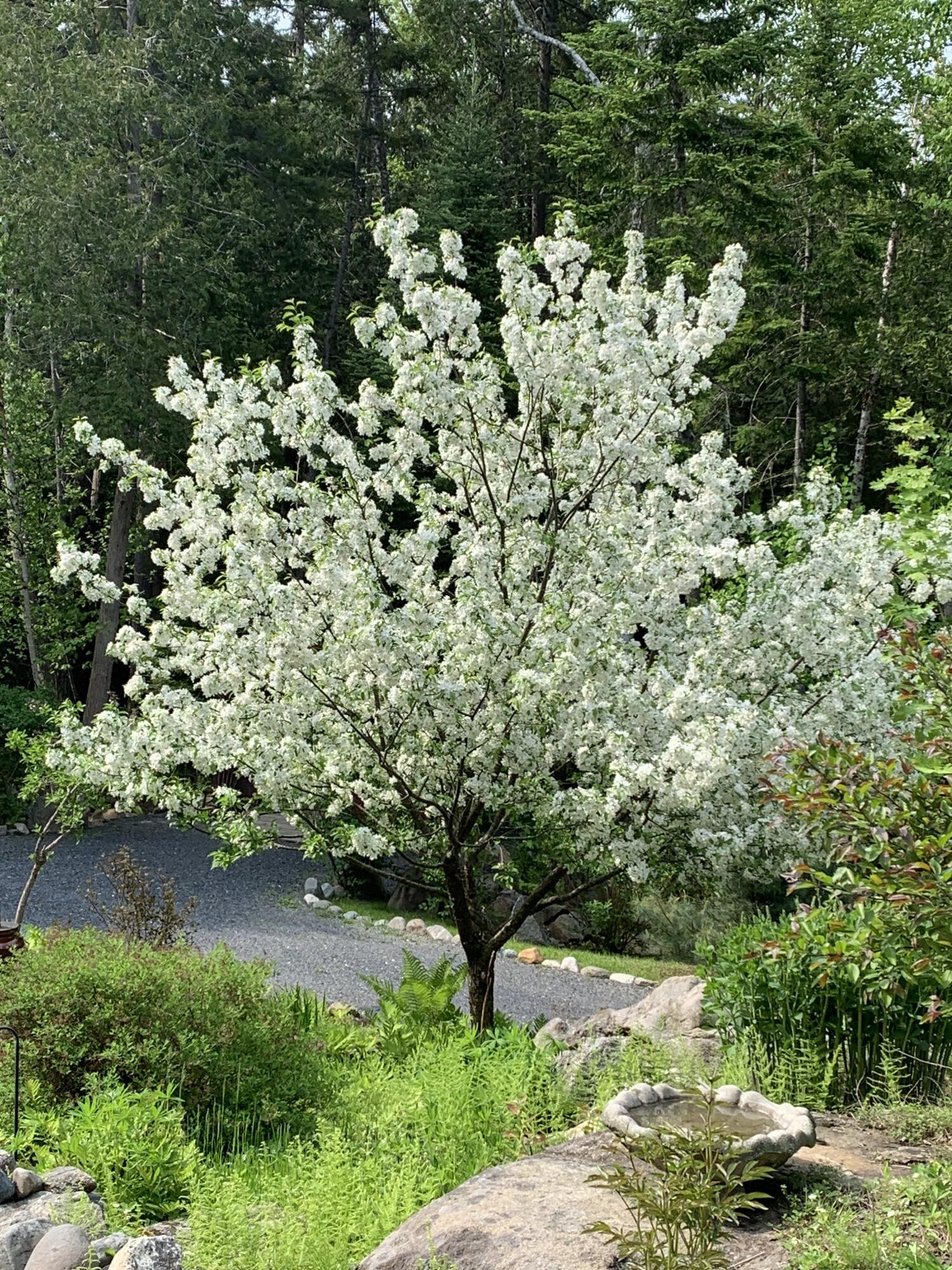 20 Toms Trail Greenville ME 04441