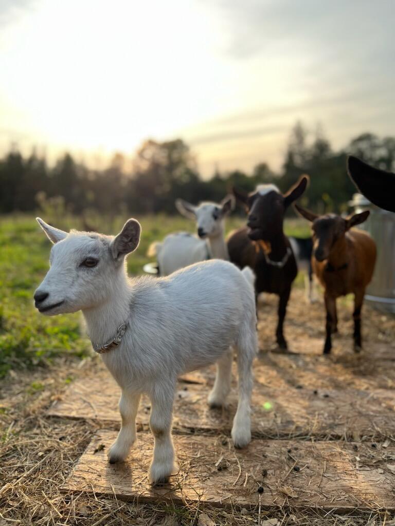 170 New England Road Searsmont ME 04973