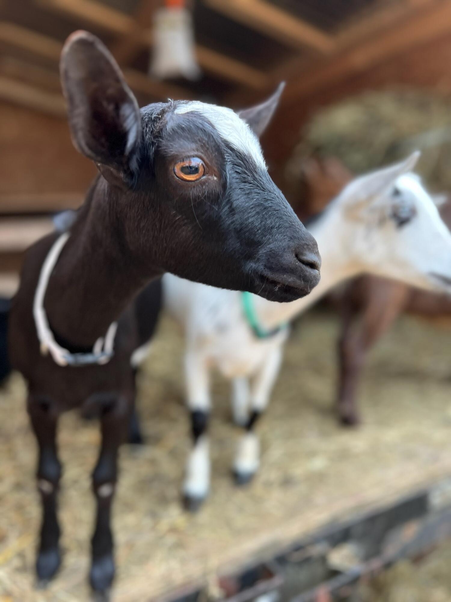 170 New England Road Searsmont ME 04973