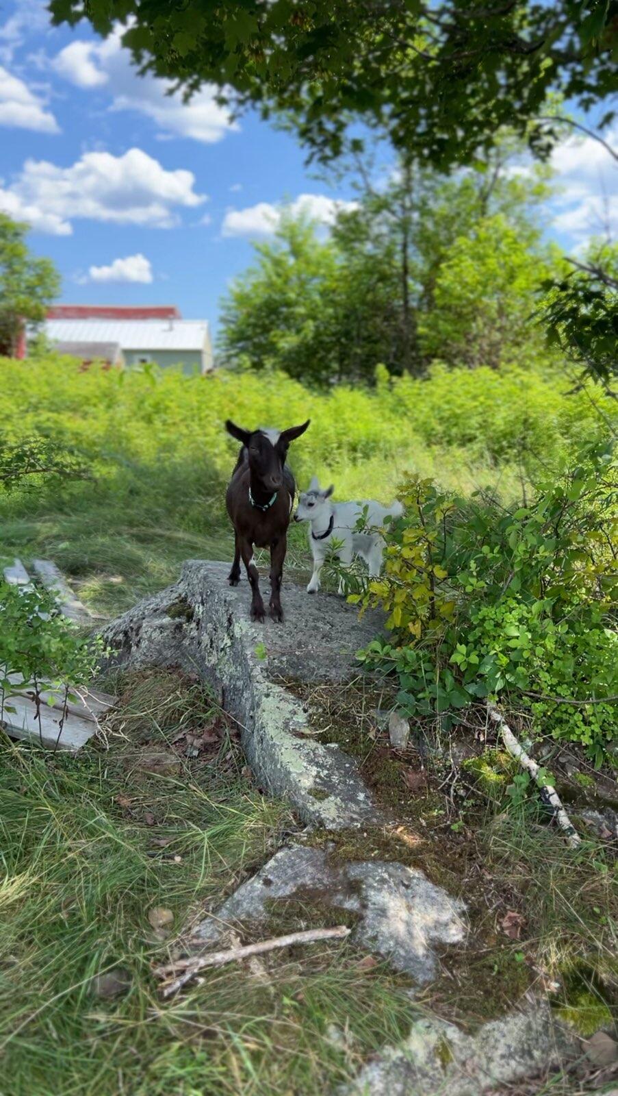 170 New England Road Searsmont ME 04973