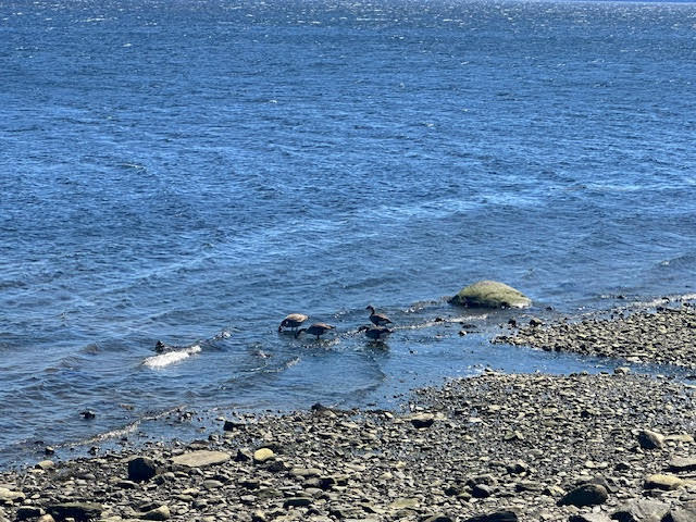 75 Northport Avenue Belfast ME 04915