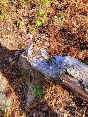 17 Treetop Lane Jay ME 04239