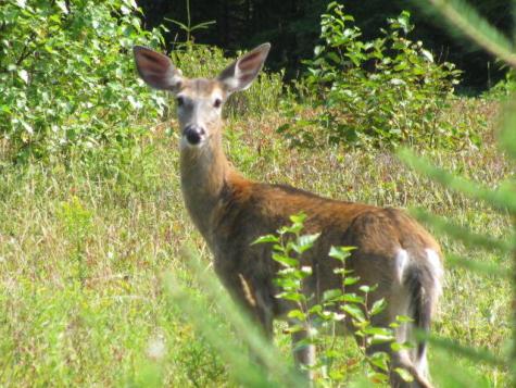 642 Railroad Bed Road Lake View Plt ME 04463