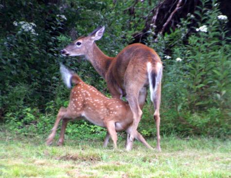 642 Railroad Bed Road Lake View Plt ME 04463