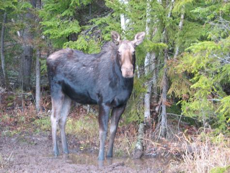 642 Railroad Bed Road Lake View Plt ME 04463