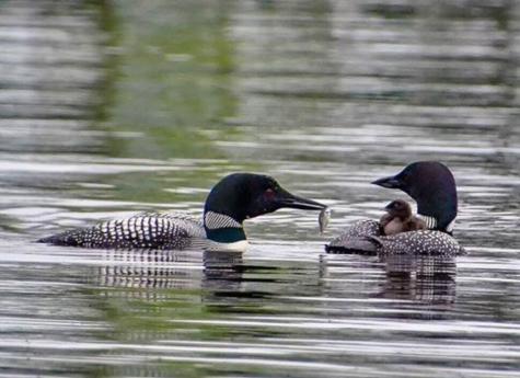 642 Railroad Bed Road Lake View Plt ME 04463