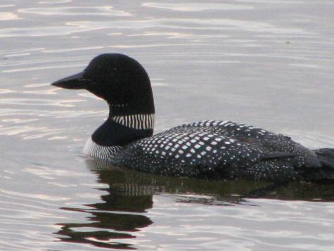 642 Railroad Bed Road Lake View Plt ME 04463