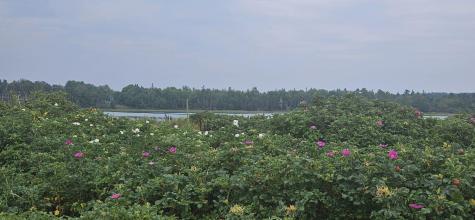 98 Meadow Point Road Lamoine ME 04605