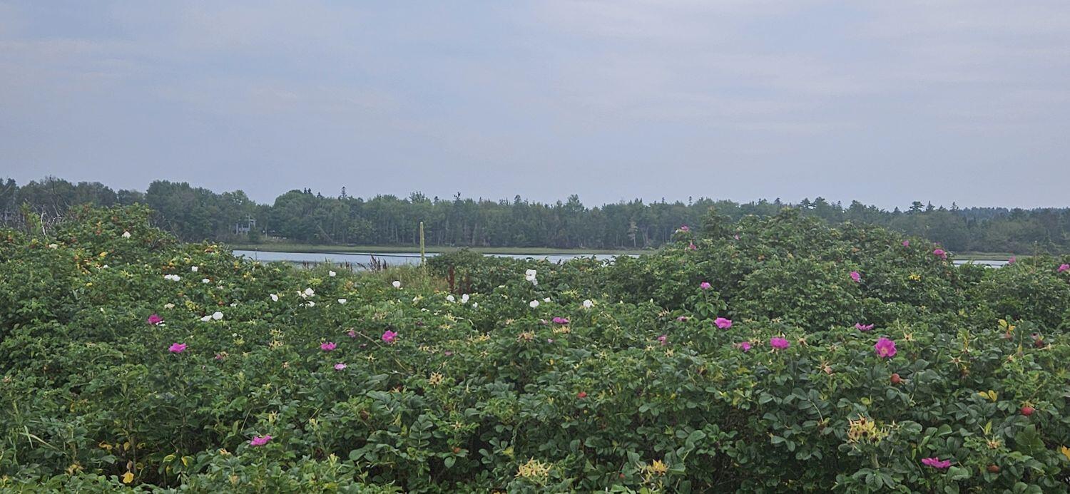 98 Meadow Point Road Lamoine ME 04605