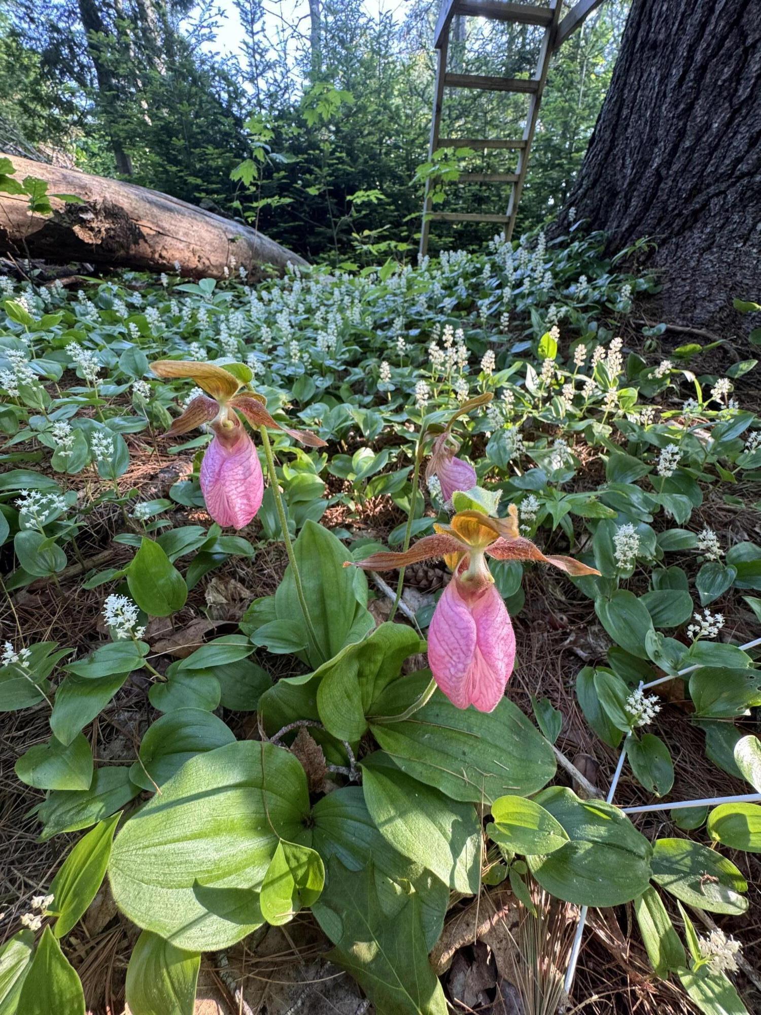 415 Monroe Road Hampden ME 04444