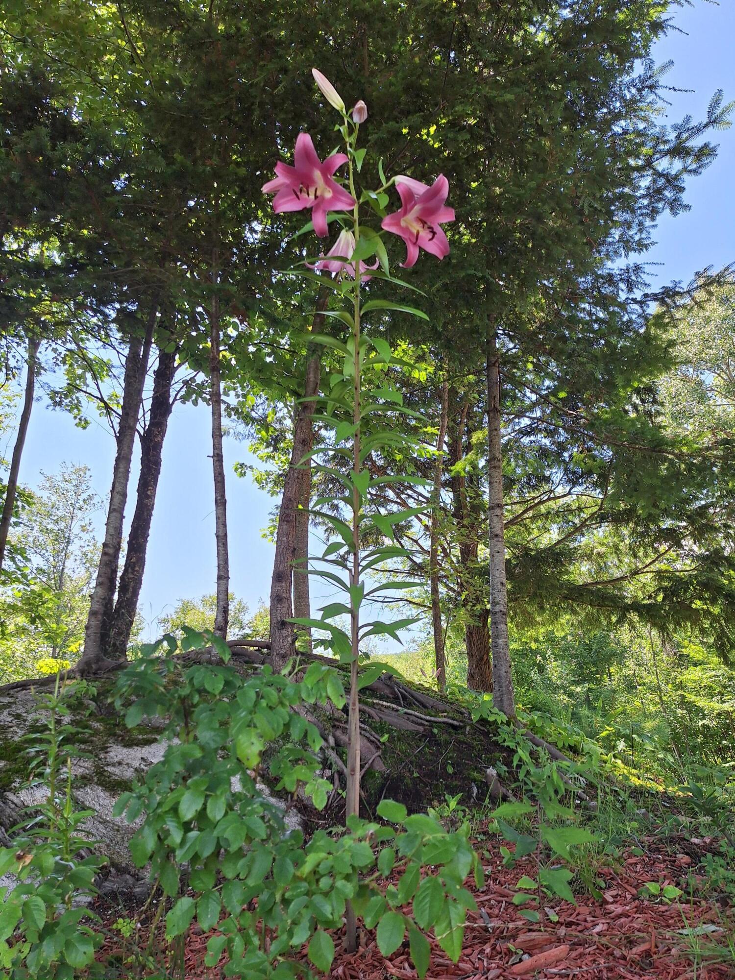 71 Mountain View Drive Hartford ME 04220