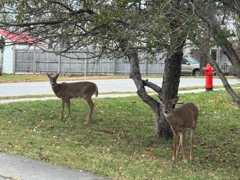 14 Water Street Eastport ME 04631