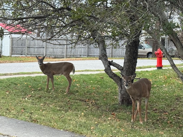 14 Water Street Eastport ME 04631