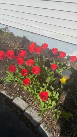 96 Holm Avenue Portland ME 04102