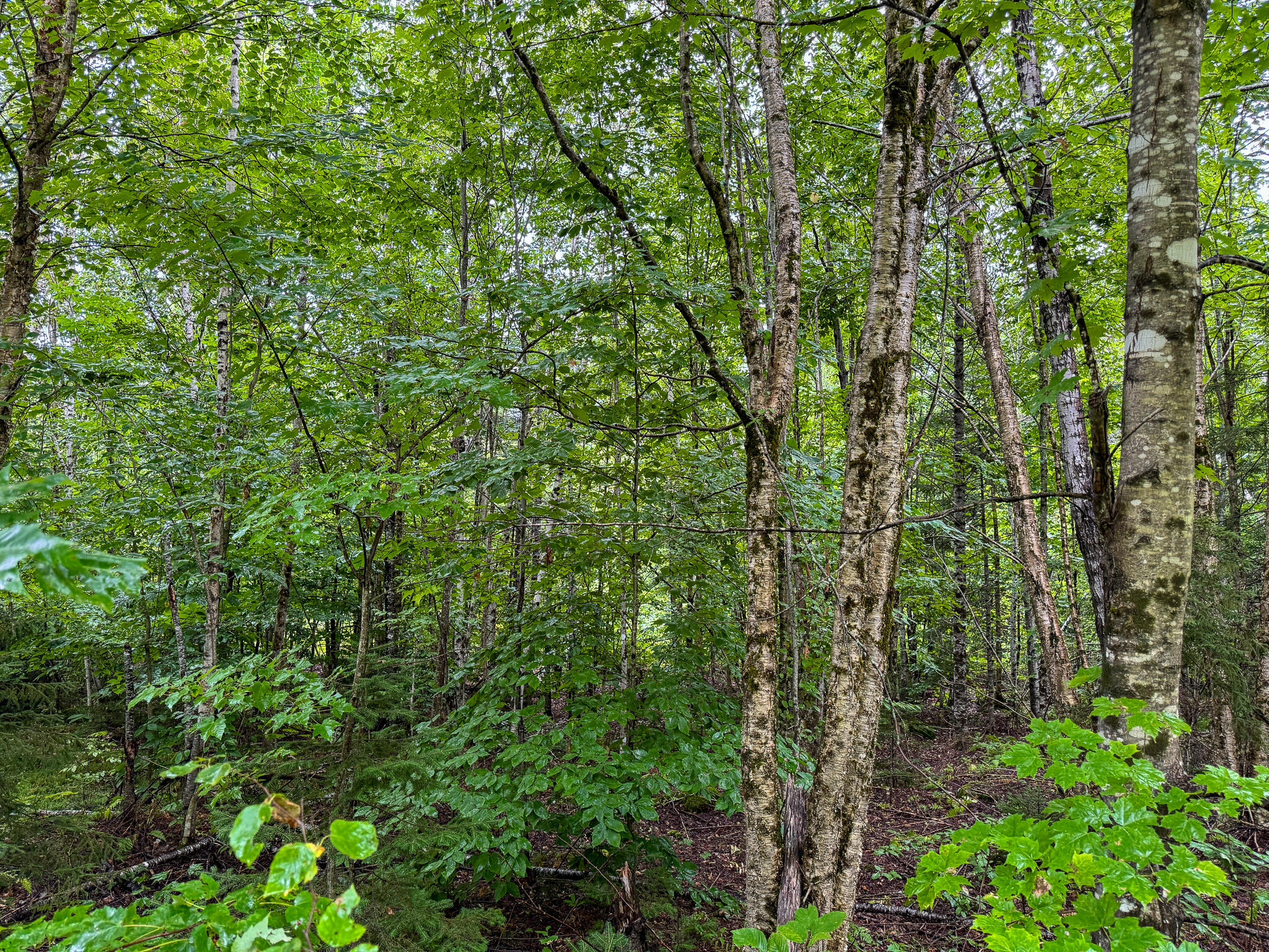 M1l58 Dipper Pond Road Carroll Plt ME 04487