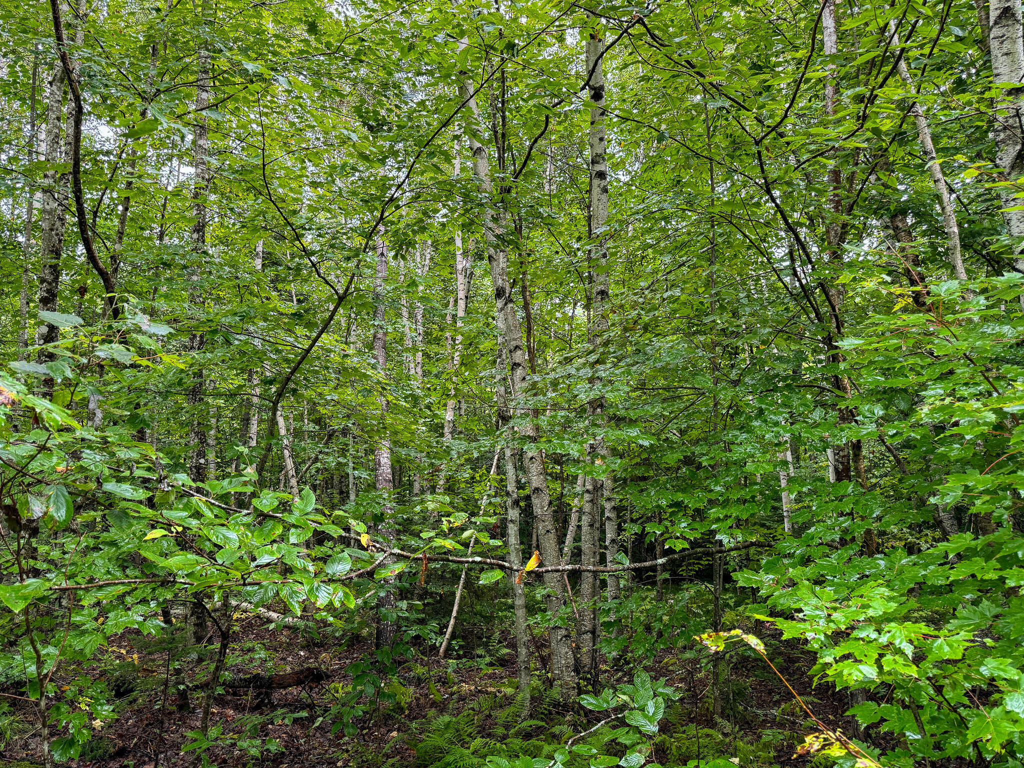 M1l58 Dipper Pond Road Carroll Plt ME 04487