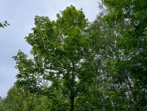 M1l58 Dipper Pond Road Carroll Plt ME 04487