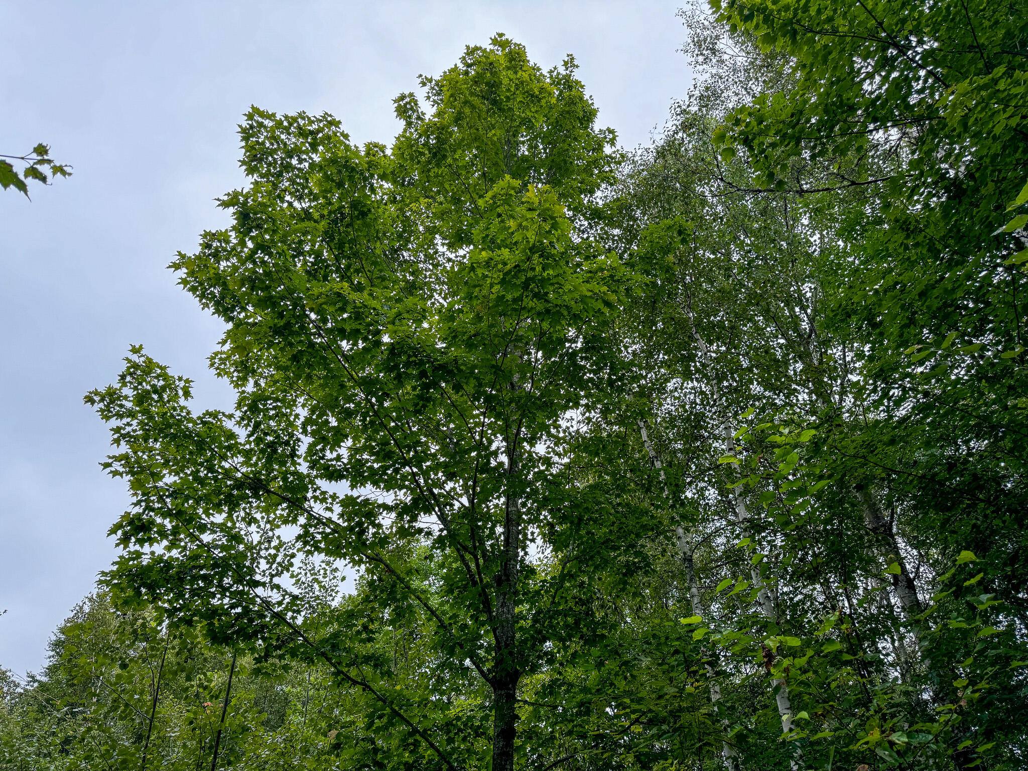 M1l58 Dipper Pond Road Carroll Plt ME 04487