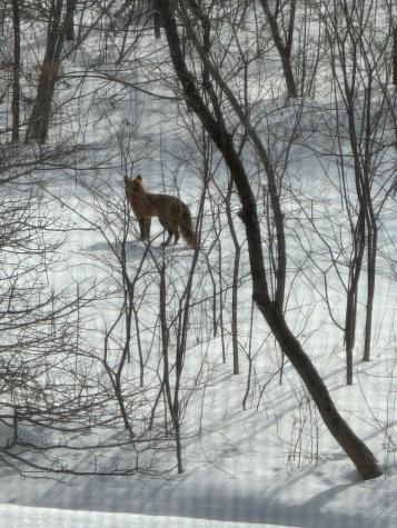 05 Chandler Court Houlton ME 04730