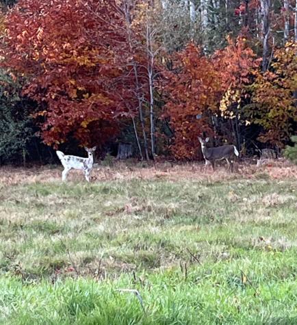 32 Dillon Road Harrison ME 04040