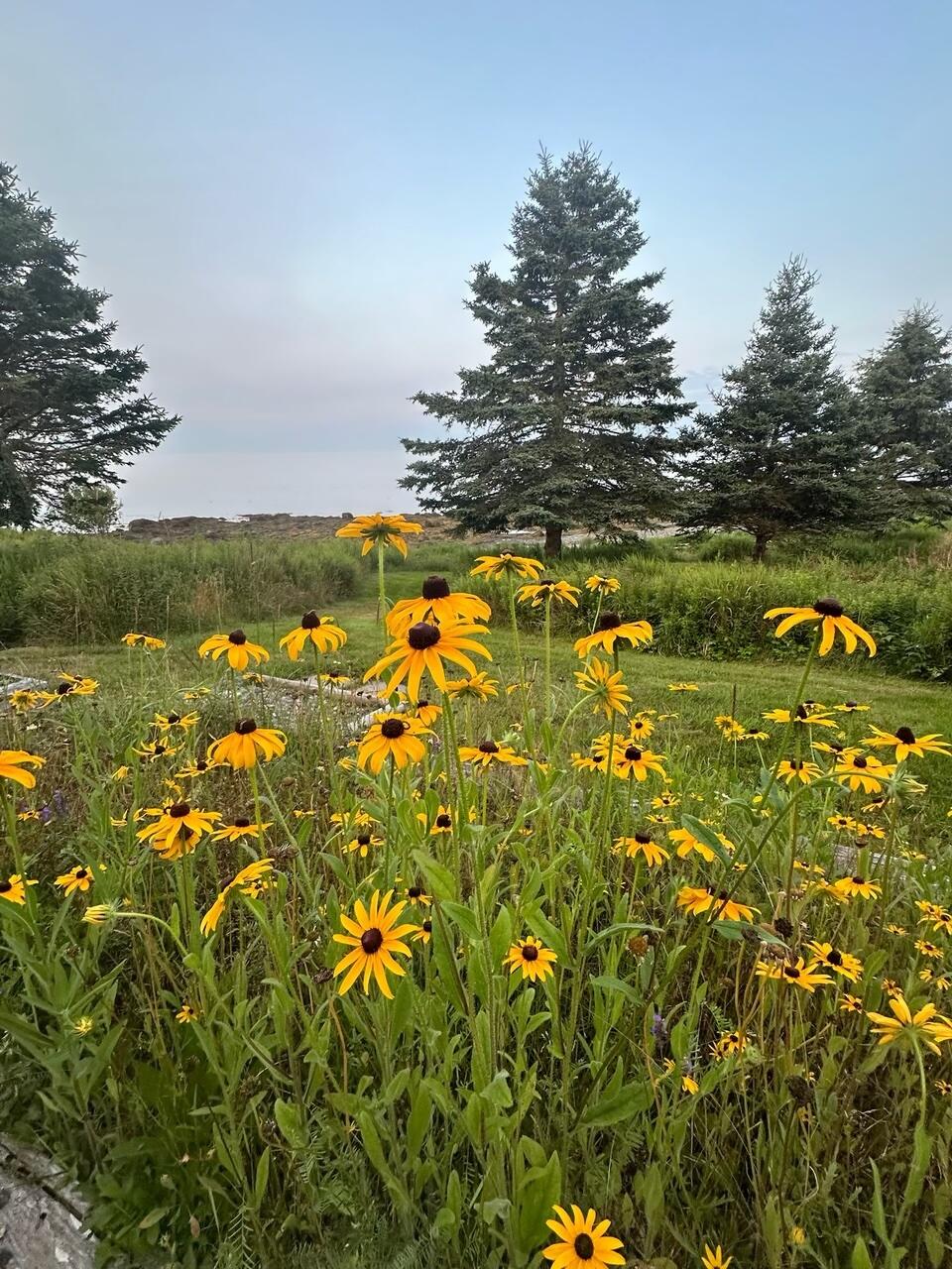 29 Wohoa Bay Drive Addison ME 04606