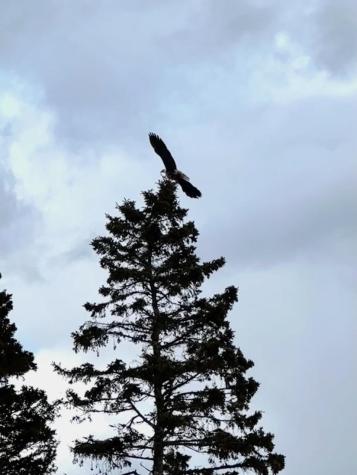 29 Wohoa Bay Drive Addison ME 04606