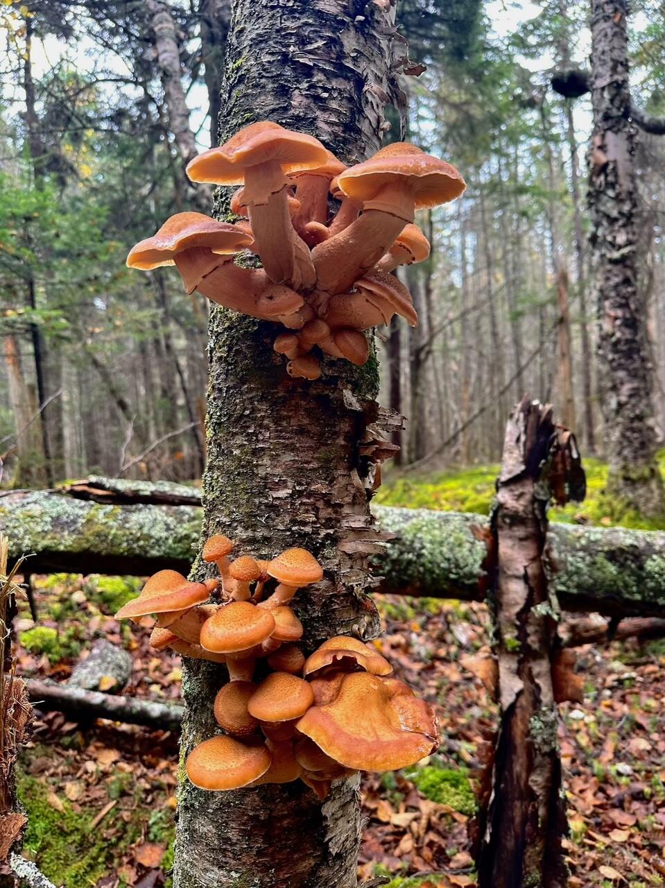 29 Wohoa Bay Drive Addison ME 04606