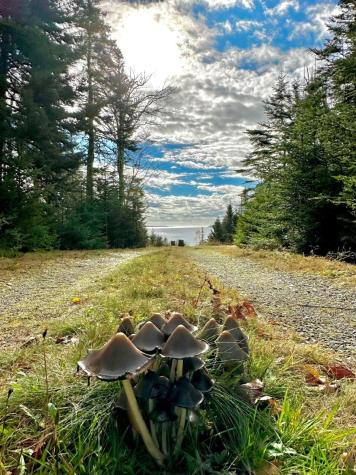 29 Wohoa Bay Drive Addison ME 04606