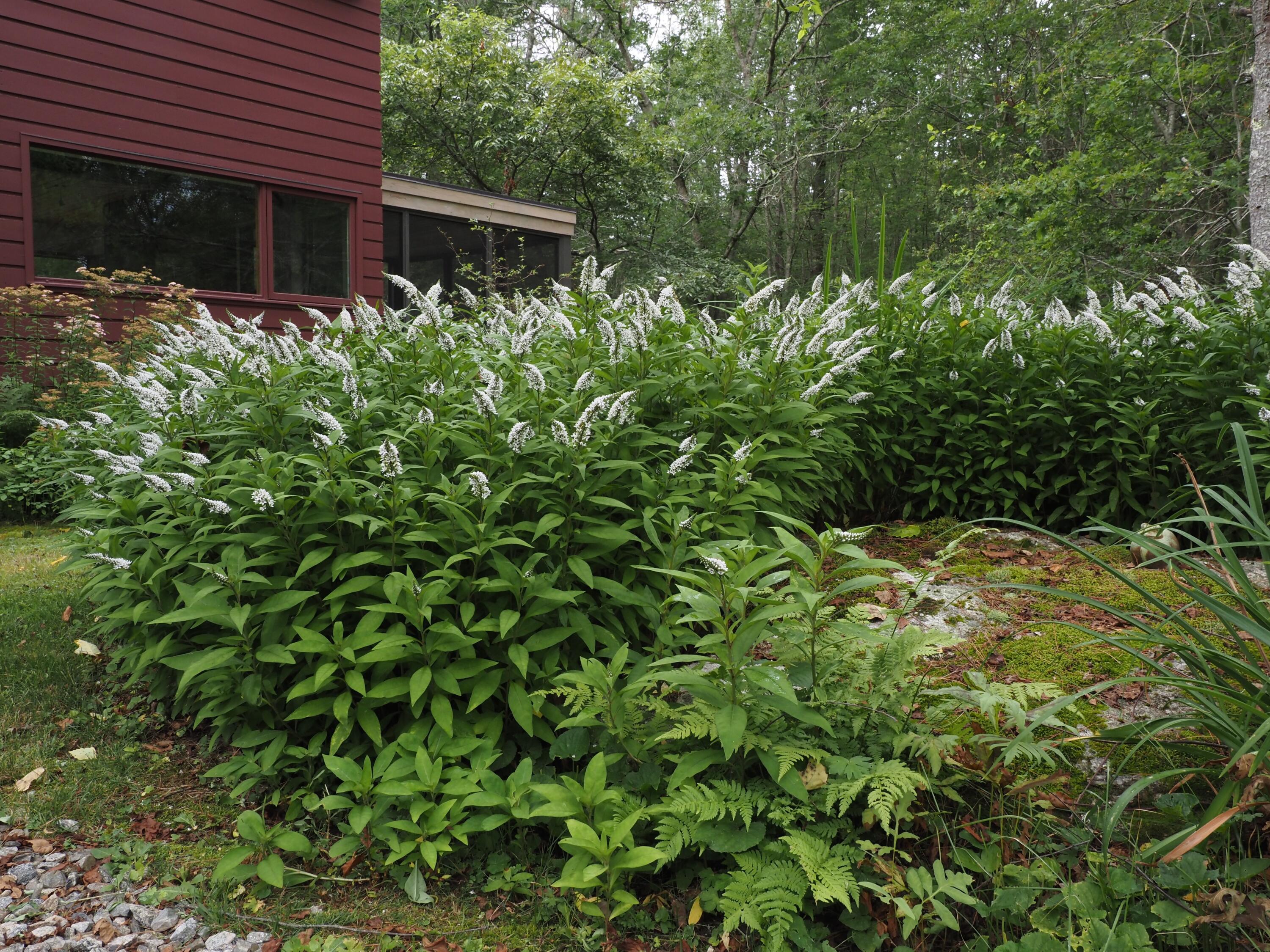 348 Bald Head Road Arrowsic ME 04530