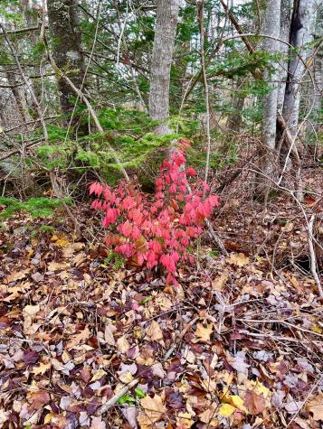 38 Indian Point Road Bar Harbor ME 04609
