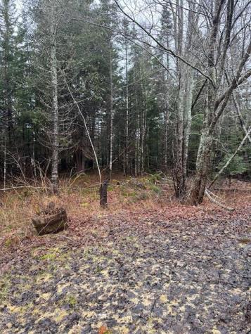 932 Tibbetstown Road Columbia Falls ME 04623