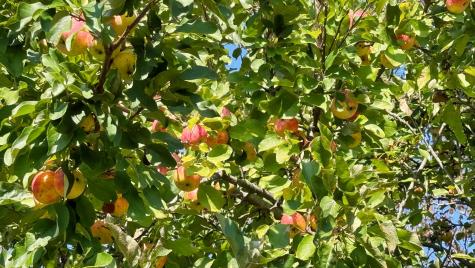 85 Lubec Road Whiting ME 04691