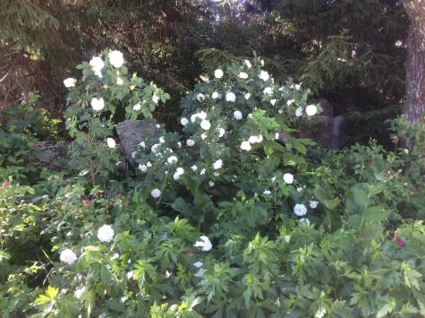 482 Back Road Shapleigh ME 04076