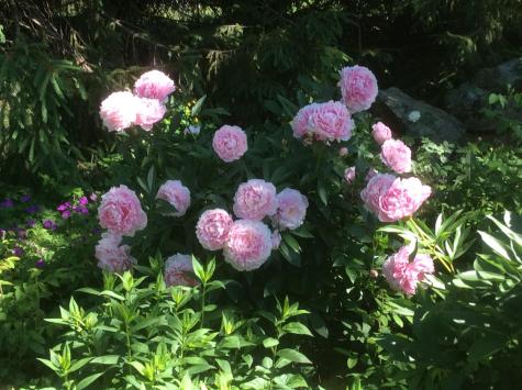 482 Back Road Shapleigh ME 04076