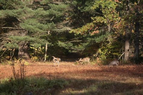 147 Mitchell Brook Road Temple ME 04984