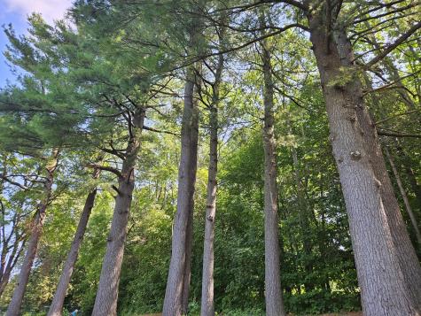 15 Pineland Street Lewiston ME 04240